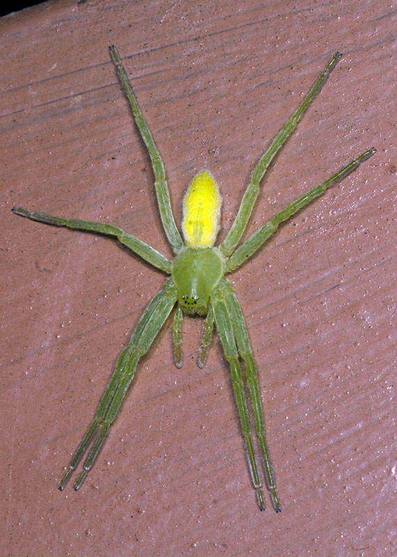 Micrommata virescens ? S, femmine - L''Aquila